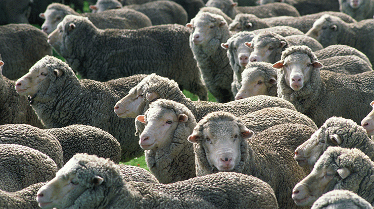 flock-sheep-FN.png