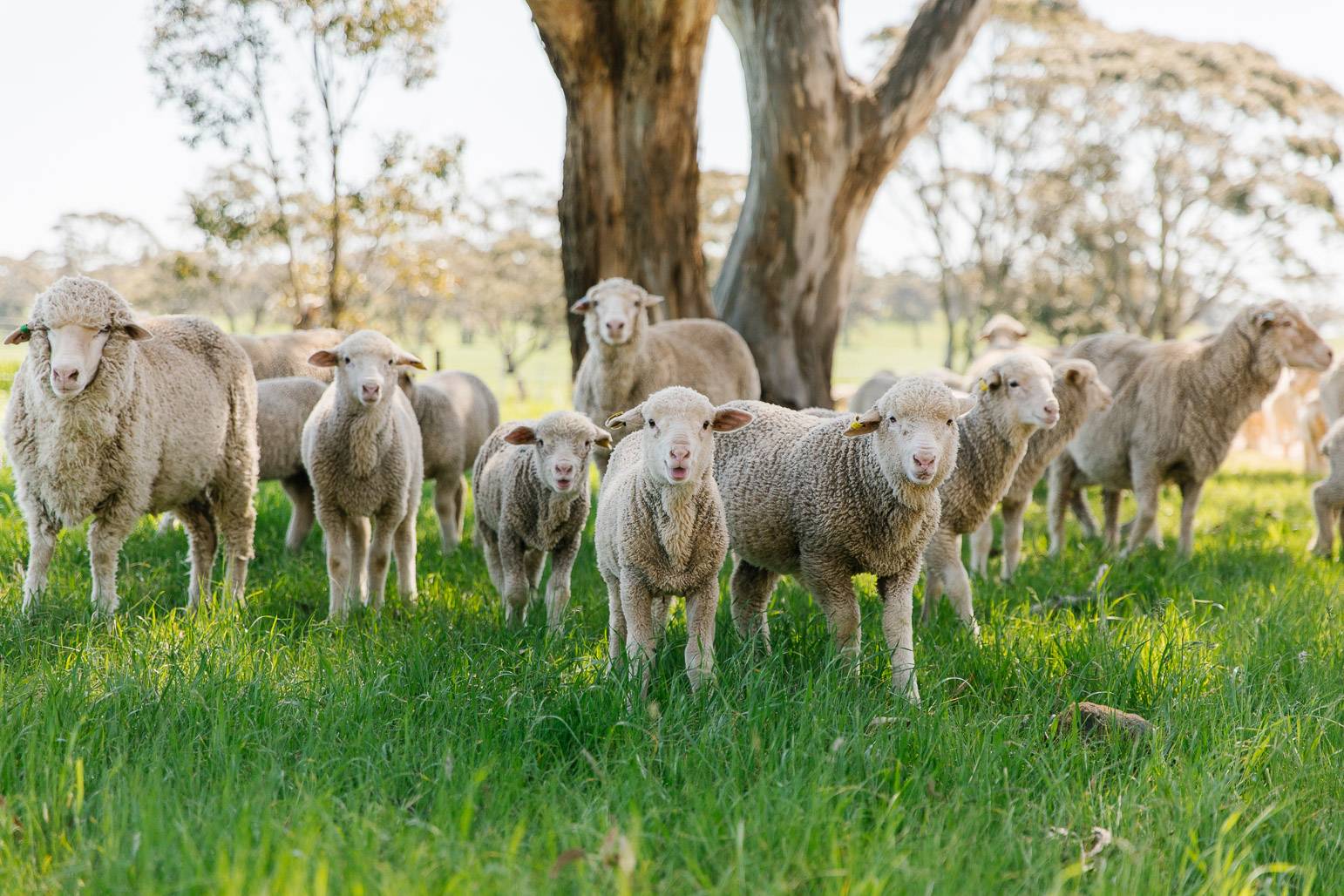 Sheep Sustainability - Home | Sheep Sustainability